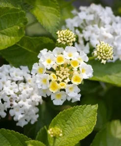 White Lantana Live Plant - Fragrant Perennial Flowers for Home Garden, 4-6 Inch Tall - Image 7