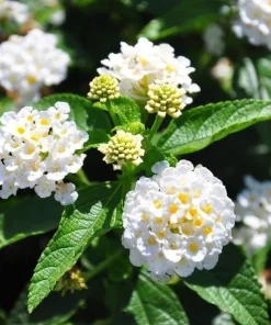 White Lantana Live Plant - Fragrant Perennial Flowers for Home Garden, 4-6 Inch Tall - Image 8