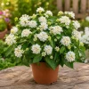 White Lantana Live Plant - Fragrant Perennial Flowers for Home Garden, 4-6 Inch Tall - Image 1