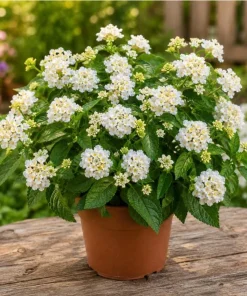 White Lantana Live Plant - Fragrant Perennial Flowers for Home Garden, 4-6 Inch Tall - Image 1