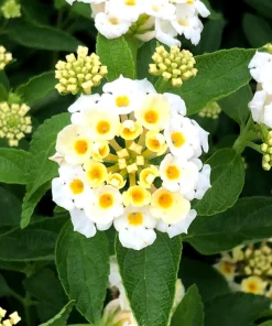 White Lantana Live Plants 5-9