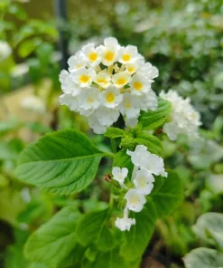 White Lantana Live Plants 5-9