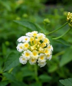 White Lantana Live Plants 5-9