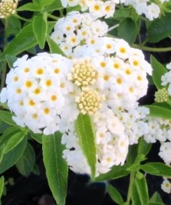 White Lantana Live Plants 5-9
