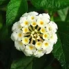 White Lantana Live Plants 5-9" (2-Pack) - Silver Mound Trailing Blooms for Moon Garden - Image 1