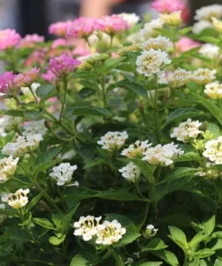 White Lantana Live Plants - Set of 2, 4-6 Inch Tall Outdoor Fragrant Flower - Image 3