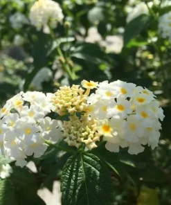 White Lantana Live Plants - Set of 2, 4-6 Inch Tall Outdoor Fragrant Flower - Image 4