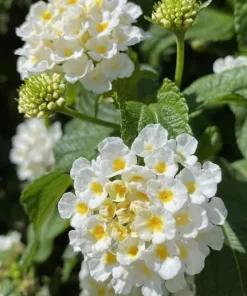 White Lantana Live Plants - Set of 2, 4-6 Inch Tall Outdoor Fragrant Flower - Image 5