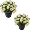 White Lantana Live Plants - Set of 2, 4-6 Inch Tall Outdoor Fragrant Flower - Image 1