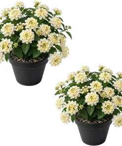 White Lantana Live Plants - Set of 2, 4-6 Inch Tall Outdoor Fragrant Flower - Image 1