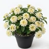 White Lantana Plant Live - Fragrant Perennial Flower for Outdoor Garden, 4-6 Inches Tall - Image 1