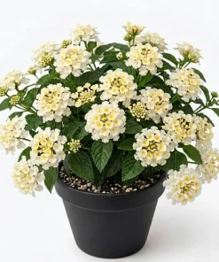 White Lantana Plant Live - Fragrant Perennial Flower for Outdoor Garden, 4-6 Inches Tall - Image 1