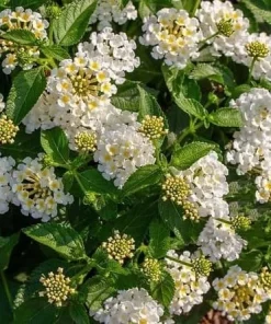 White Lantana Plant Live - Fragrant Perennial Flower for Outdoor Garden, 4-6 Inches Tall - Image 2