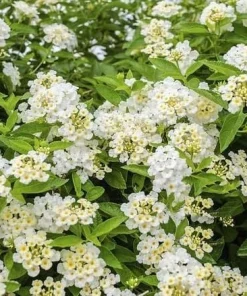 White Lantana Plant Live - Fragrant Perennial Flower for Outdoor Garden, 4-6 Inches Tall - Image 3