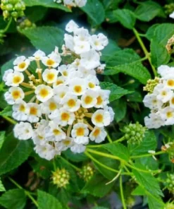 White Lantana Plant Live - Fragrant Perennial Flower for Outdoor Garden, 4-6 Inches Tall - Image 5