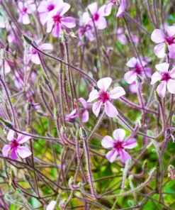 White Madeira Geranium Seeds - Giant Herb-Robert Flowers - 10 Seeds - Image 2