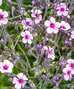 White Madeira Geranium Seeds - Giant Herb-Robert Flowers - 10 Seeds - Image 3