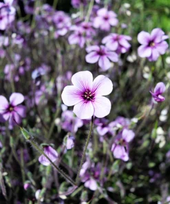 White Madeira Geranium Seeds - Giant Herb-Robert Flowers - 10 Seeds - Image 4