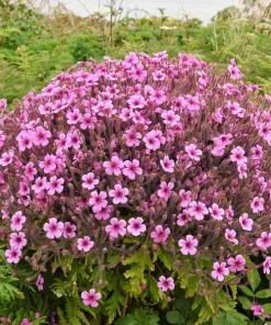 White Madeira Geranium Seeds - Giant Herb-Robert Flowers - 10 Seeds - Image 5