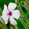 White Madeira Geranium Seeds - Giant Herb-Robert Flowers - 10 Seeds - Image 1