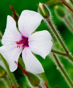 White Madeira Geranium Seeds - Giant Herb-Robert Flowers - 10 Seeds - Image 1