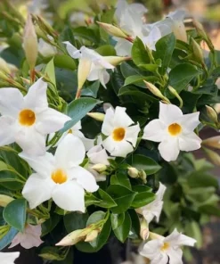 White Mandevilla Live Plants - Set of 2 Tropical Flowering Vines, 4-6 Inch Tall, Outdoor Garden - Image 2