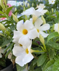 White Mandevilla Live Plants - Set of 2 Tropical Flowering Vines, 4-6 Inch Tall, Outdoor Garden - Image 3