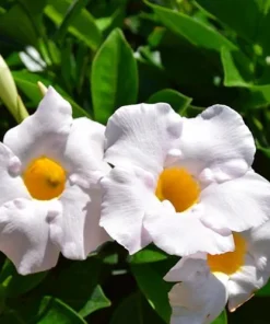 White Mandevilla Live Plants - Set of 2 Tropical Flowering Vines, 4-6 Inch Tall, Outdoor Garden - Image 4