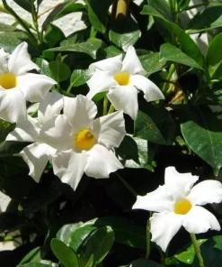 White Mandevilla Live Plants - Set of 2 Tropical Flowering Vines, 4-6 Inch Tall, Outdoor Garden - Image 5