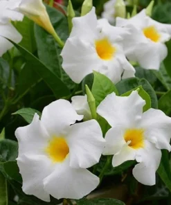 White Mandevilla Live Plants - Set of 2 Tropical Flowering Vines, 4-6 Inch Tall, Outdoor Garden - Image 6