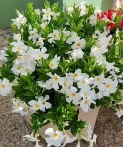 White Mandevilla Live Plants - Set of 2 Tropical Flowering Vines, 4-6 Inch Tall, Outdoor Garden - Image 7