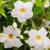 White Mandevilla Live Plants - Set of 2 Tropical Flowering Vines, 4-6 Inch Tall, Outdoor Garden - Image 1