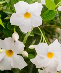 White Mandevilla Live Plants - Set of 2 Tropical Flowering Vines, 4-6 Inch Tall, Outdoor Garden - Image 1