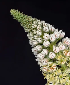 White Mignonette Flower Seeds - Reseda Alba, Fragrant, 200 Seeds - Image 10