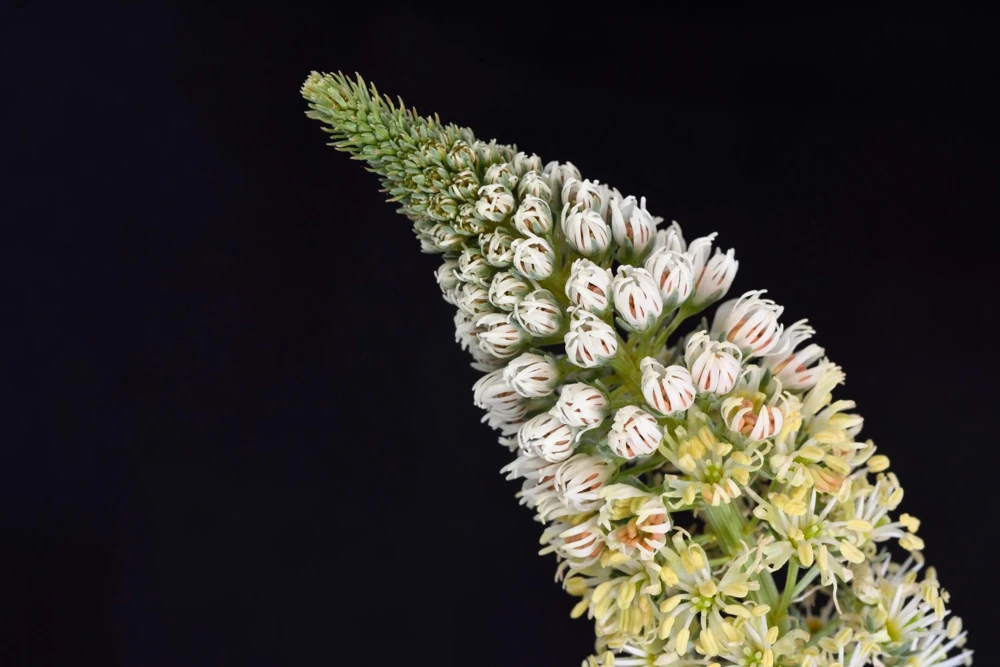 White Mignonette Flower Seeds - Reseda Alba, Fragrant, 200 Seeds - Image 10