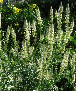 White Mignonette Flower Seeds - Reseda Alba, Fragrant, 200 Seeds - Image 11