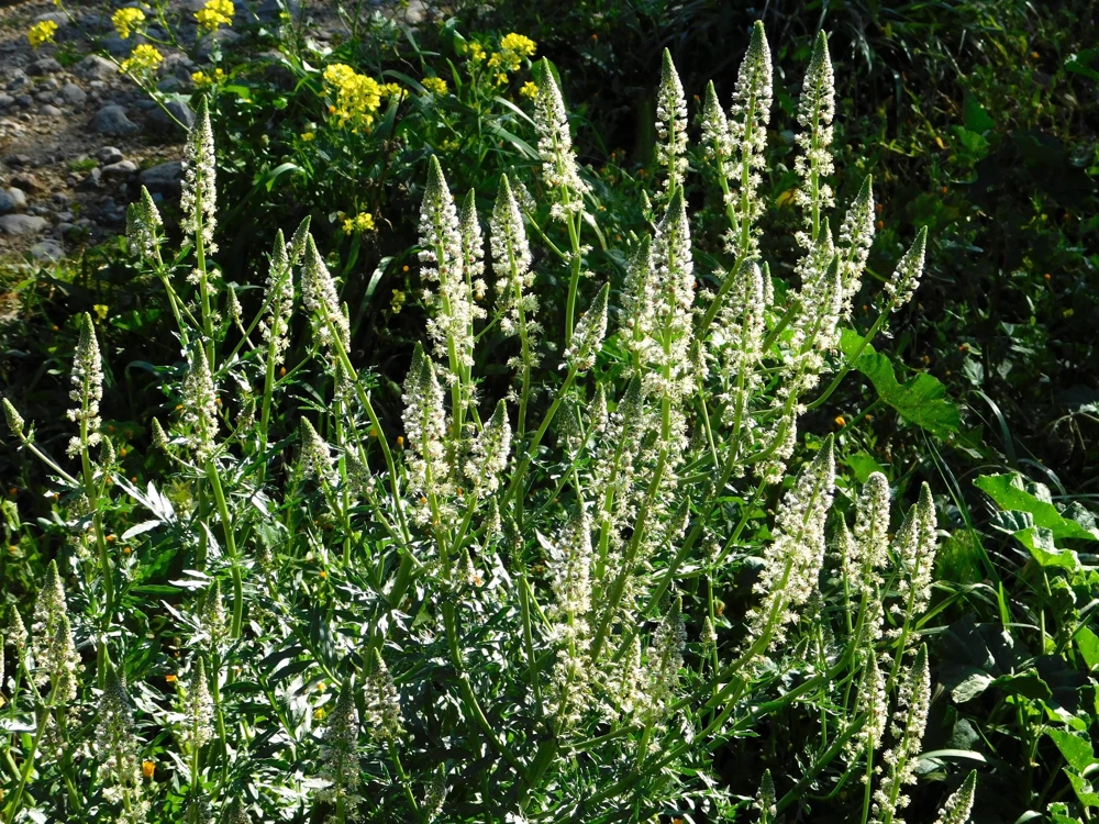 White Mignonette Flower Seeds - Reseda Alba, Fragrant, 200 Seeds - Image 11