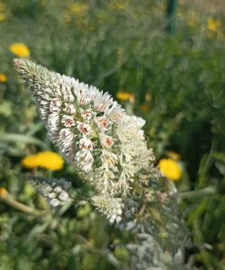 White Mignonette Flower Seeds - Reseda Alba, Fragrant, 200 Seeds - Image 12