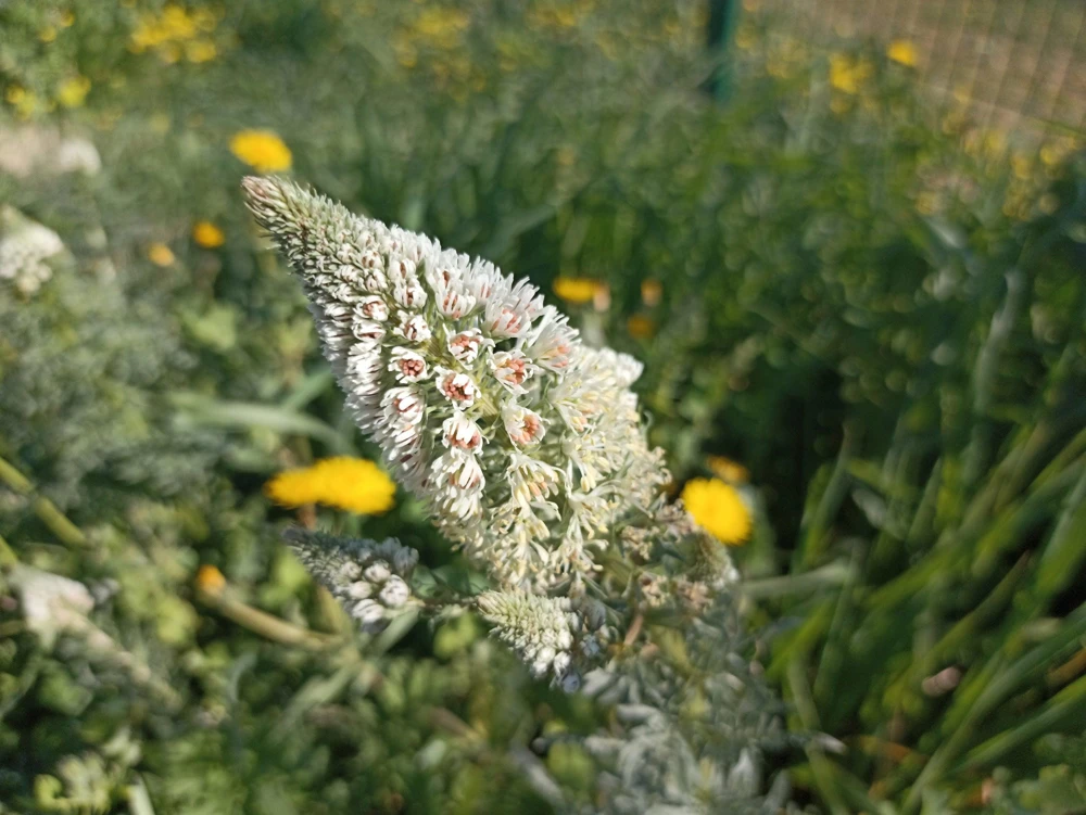 White Mignonette Flower Seeds - Reseda Alba, Fragrant, 200 Seeds - Image 12