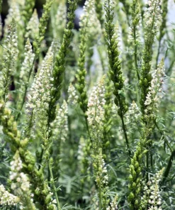 White Mignonette Flower Seeds - Reseda Alba, Fragrant, 200 Seeds - Image 2