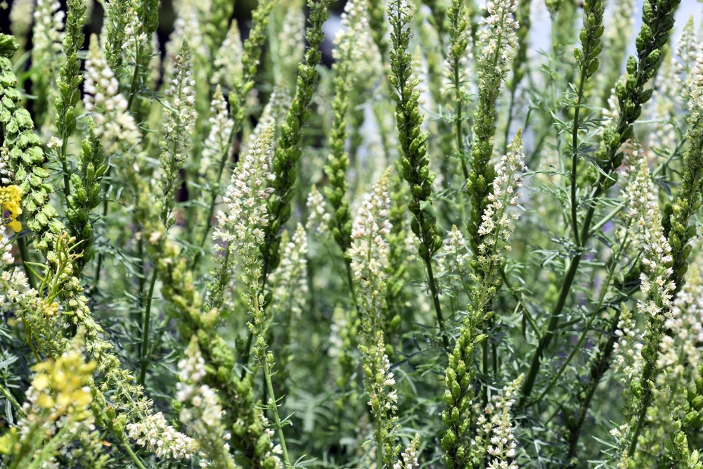 White Mignonette Flower Seeds - Reseda Alba, Fragrant, 200 Seeds - Image 2