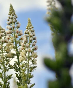 White Mignonette Flower Seeds - Reseda Alba, Fragrant, 200 Seeds - Image 4