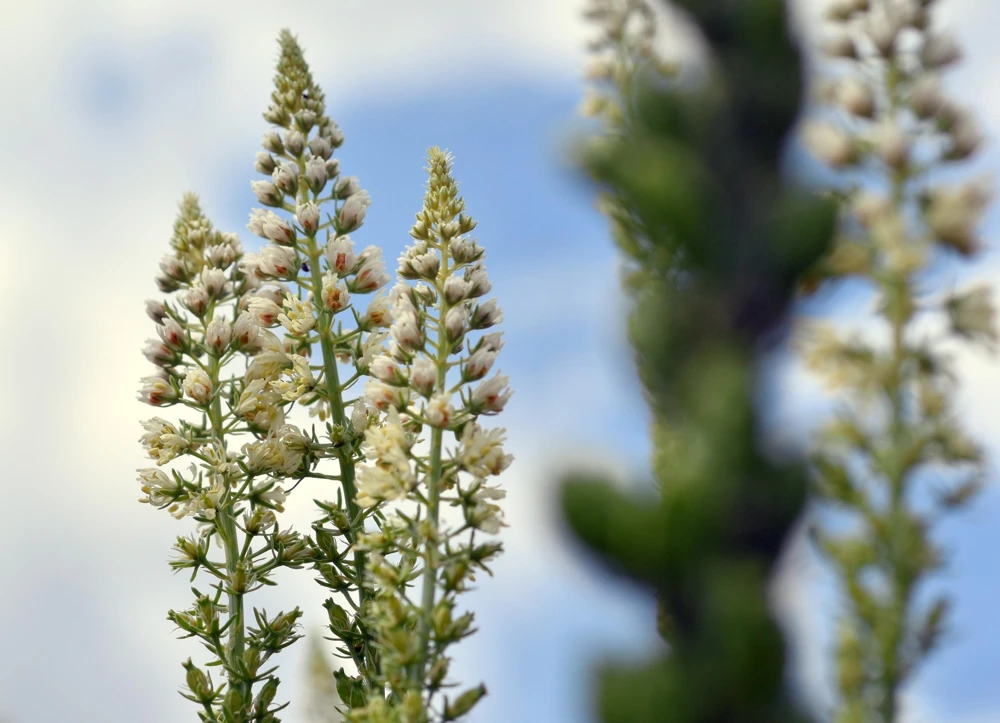 White Mignonette Flower Seeds - Reseda Alba, Fragrant, 200 Seeds - Image 4