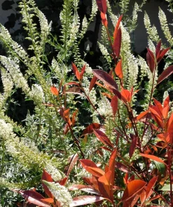 White Mignonette Flower Seeds - Reseda Alba, Fragrant, 200 Seeds - Image 5