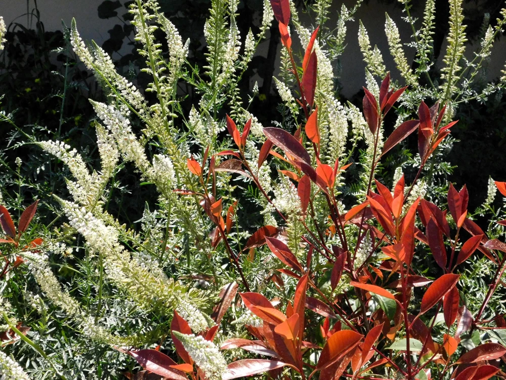 White Mignonette Flower Seeds - Reseda Alba, Fragrant, 200 Seeds - Image 5