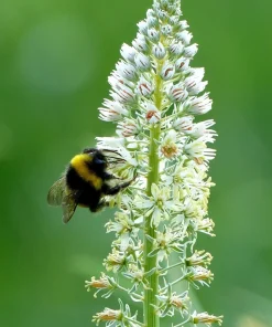 White Mignonette Flower Seeds - Reseda Alba, Fragrant, 200 Seeds - Image 7