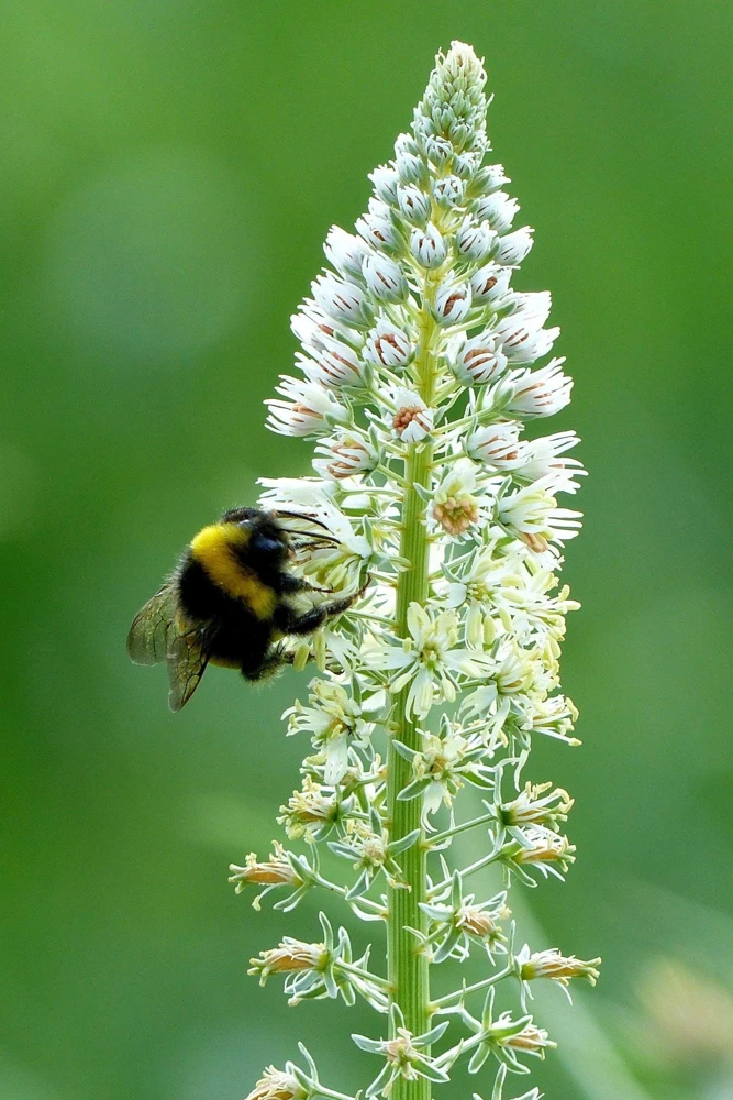 White Mignonette Flower Seeds - Reseda Alba, Fragrant, 200 Seeds - Image 7