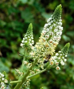White Mignonette Flower Seeds - Reseda Alba, Fragrant, 200 Seeds - Image 8