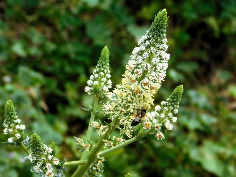 White Mignonette Flower Seeds - Reseda Alba, Fragrant, 200 Seeds - Image 8