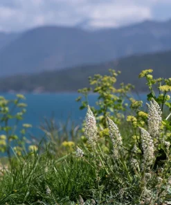 White Mignonette Flower Seeds - Reseda Alba, Fragrant, 200 Seeds - Image 9